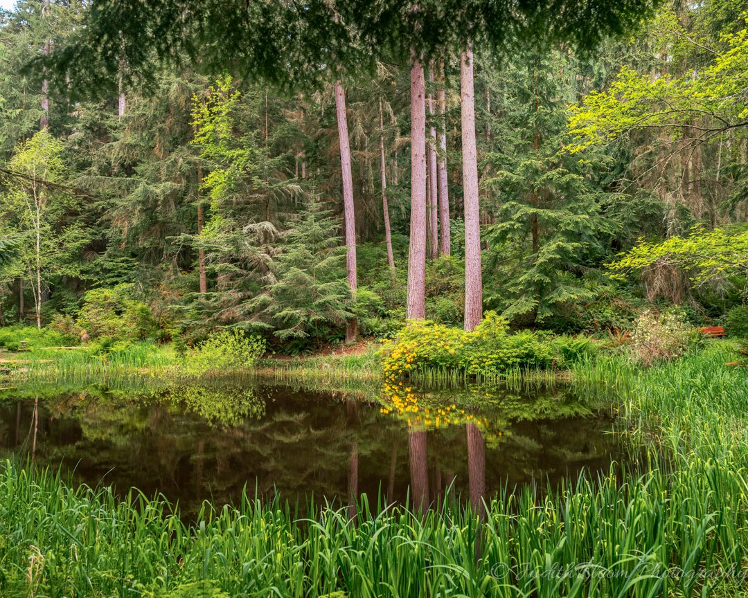 Forest pond reflection with tall conifers