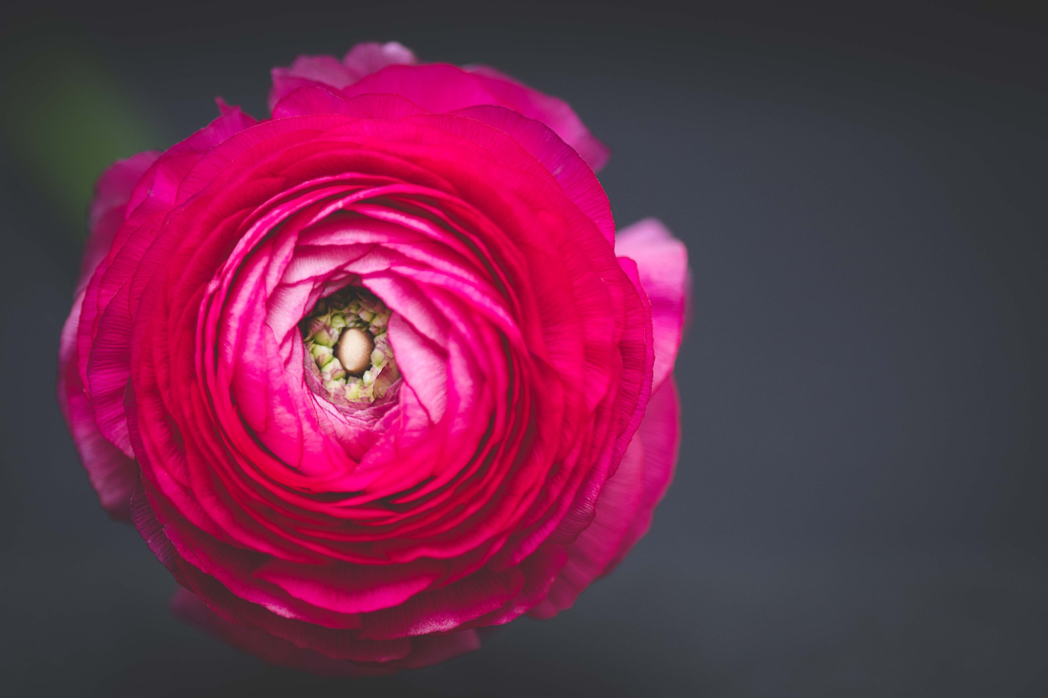 Dark pink ranunculus in soft light
