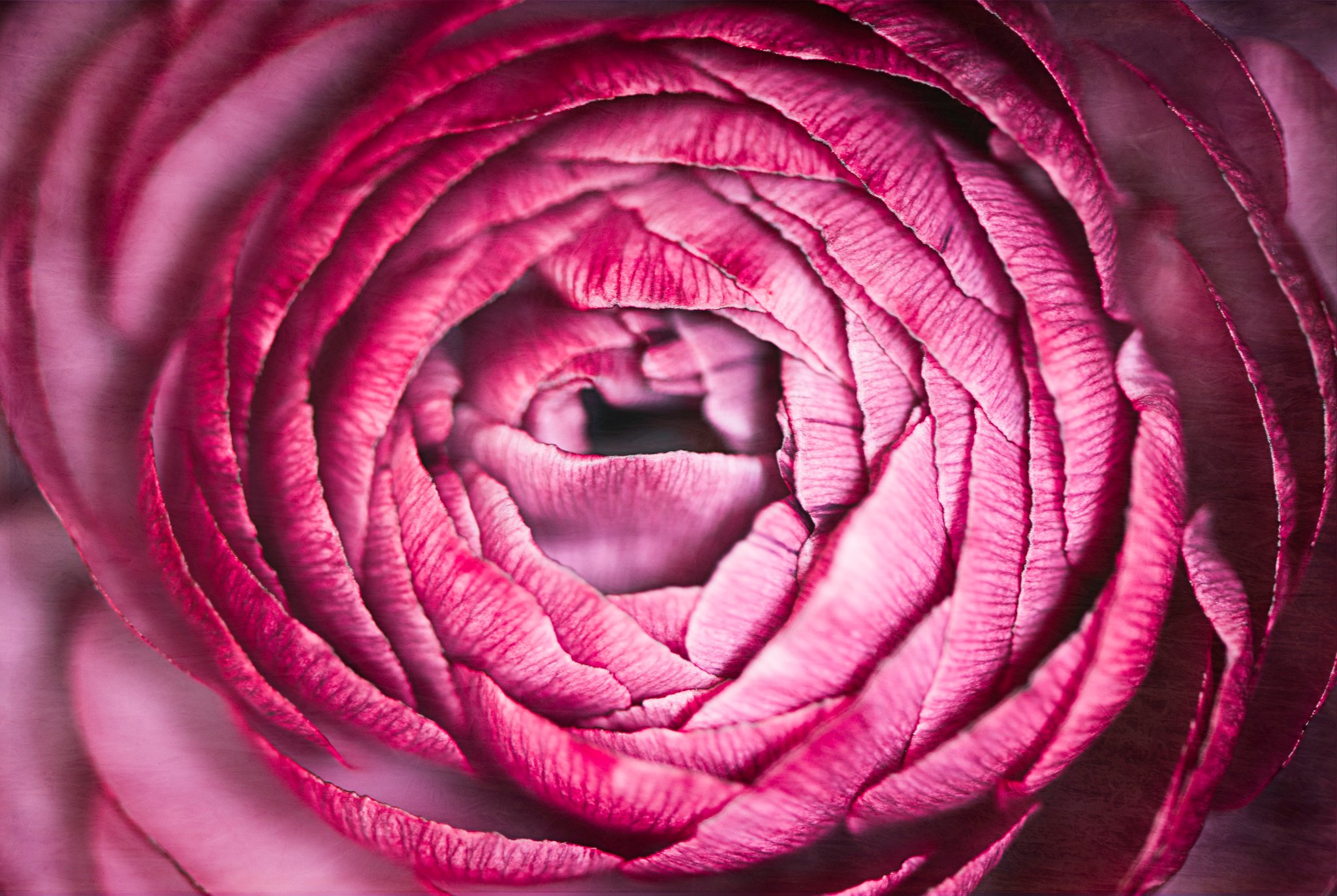 Pink ranunculus close-up spiral petals